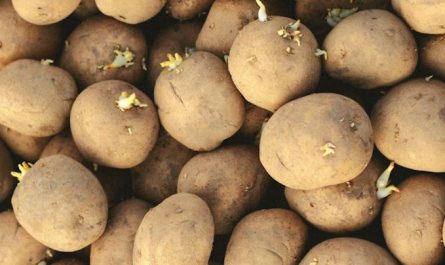Soñar con patatas : 22 escenarios y significados
