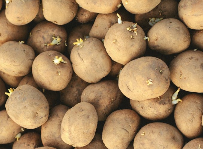 Soñar con patatas : 22 escenarios y significados