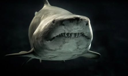 Soñar con tiburones : 28 escenarios y significados
