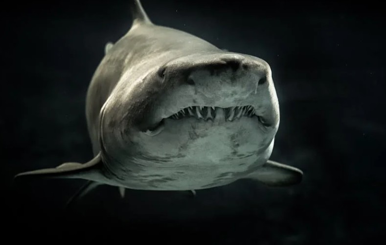 Soñar con tiburones : 28 escenarios y significados