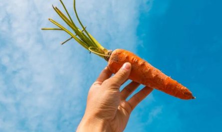 Soñar con zanahorias : 23 escenarios y significados