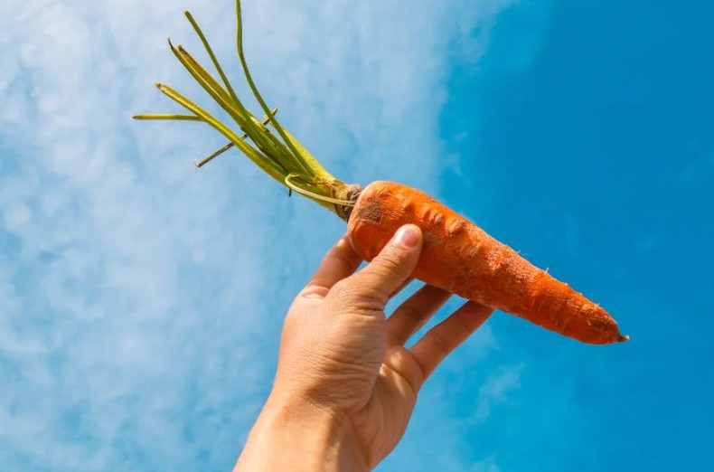 Soñar con zanahorias : 23 escenarios y significados