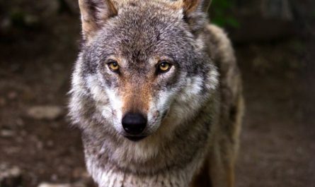 Soñar con lobo : 49 escenarios y significados