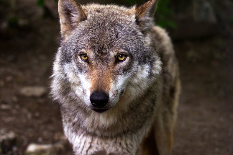 Soñar con lobo : 49 escenarios y significados