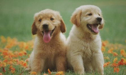 Soñar con un perro blanco : 49 escenarios y significados