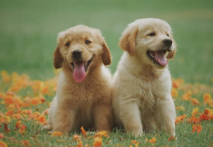 Soñar con un perro blanco : 49 escenarios y significados