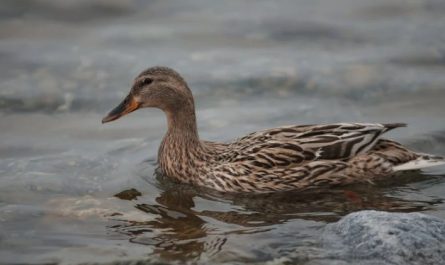 Soñar con pato : 27 escenarios y significados