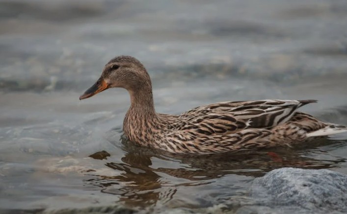 Soñar con patos : 27 escenarios y significados