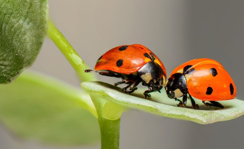 Soñar con bichos : 49 escenarios y significados