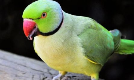 Soñar con un loro : 23 escenarios y significados