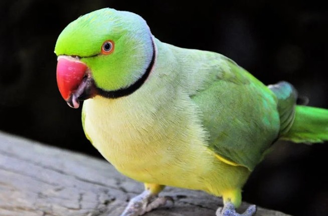 Soñar con un loro : 23 escenarios y significados