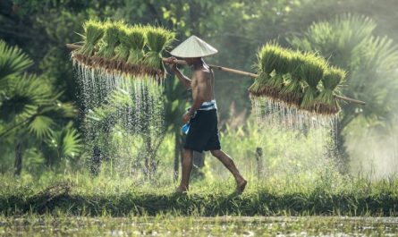 Soñar con arroz : 18 escenarios y significados
