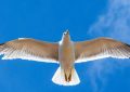 Soñar con gaviotas : 21 escenarios y significados