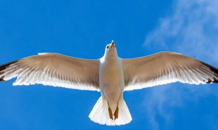 Soñar con gaviotas : 21 escenarios y significados