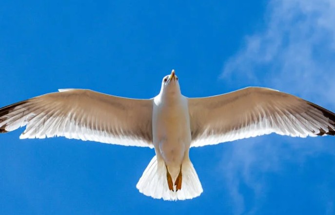 Soñar con gaviotas : 21 escenarios y significados
