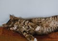 Soñar con dormir : 28 escenarios y significados