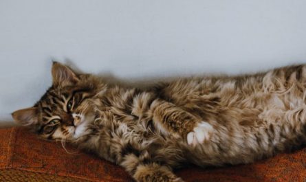 Soñar con dormir : 28 escenarios y significados