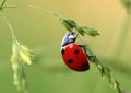 Soñar con insectos : 30 escenarios y significados