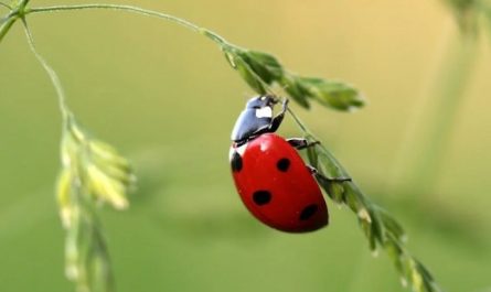 Soñar con insectos : 30 escenarios y significados