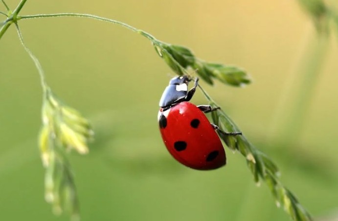 Soñar con insectos : 30 escenarios y significados