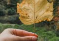 Soñar con mentir : 22 escenarios y significados