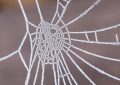 Soñar con telas de araña : 28 escenarios y significados
