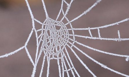 Soñar con telas de araña : 28 escenarios y significados