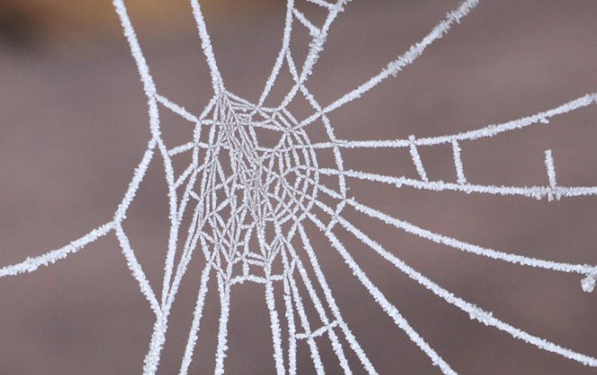 Soñar con telas de araña : 28 escenarios y significados