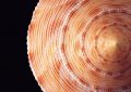 Soñar con conchas marinas : 23 escenarios y significados