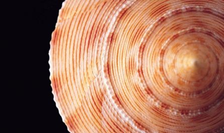 Soñar con conchas marinas : 23 escenarios y significados