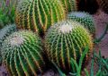 Soñar con cactus: 23 escenarios y significados