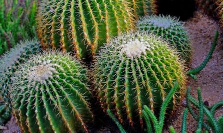 Soñar con cactus: 23 escenarios y significados