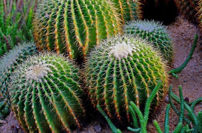 Soñar con cactus: 23 escenarios y significados