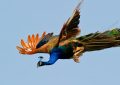 Soñar con pavos reales : 31 escenarios y significados