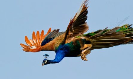 Soñar con pavos reales : 31 escenarios y significados