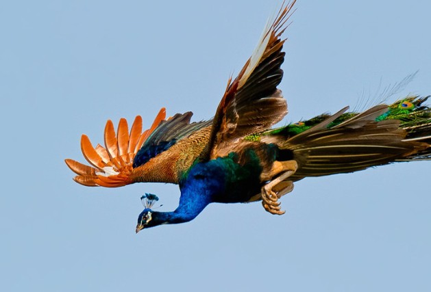 Soñar con pavos reales : 31 escenarios y significados
