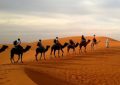 Soñar con camellos : 23 escenarios y significados