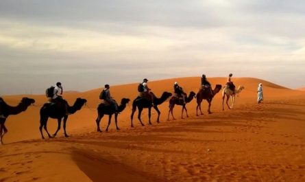 Soñar con camellos : 23 escenarios y significados