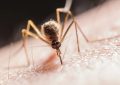 Soñar con mosquitos : 25 escenarios y significados