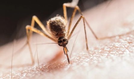 Soñar con mosquitos : 25 escenarios y significados