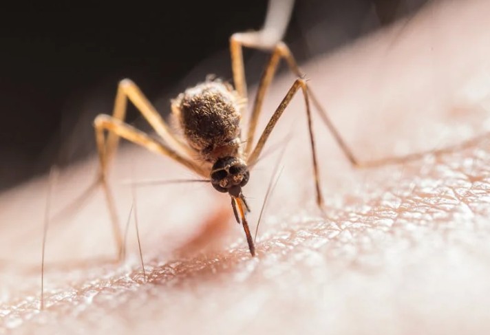 Soñar con mosquitos : 25 escenarios y significados