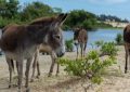Soñar con burros : 54 escenarios y significados