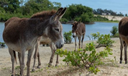 Soñar con burros : 54 escenarios y significados