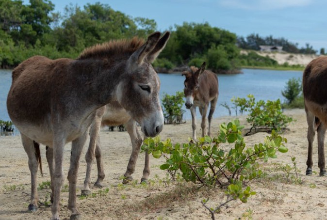Soñar con burros : 54 escenarios y significados