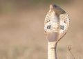 Soñar con cobra : 32 escenarios y significados