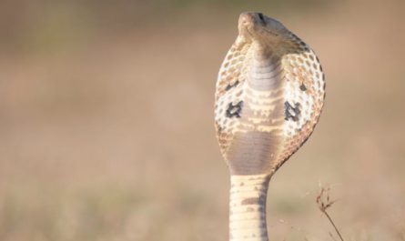 Soñar con cobra : 32 escenarios y significados
