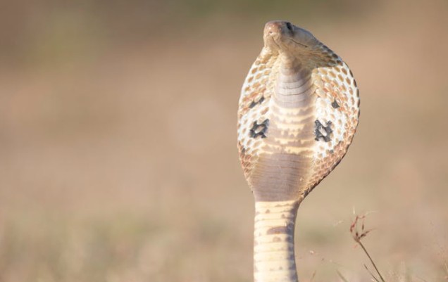Soñar con cobra : 32 escenarios y significados