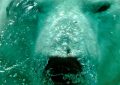 Soñar con oso polar : 45 escenarios y significados