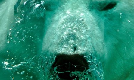 Soñar con oso polar : 45 escenarios y significados