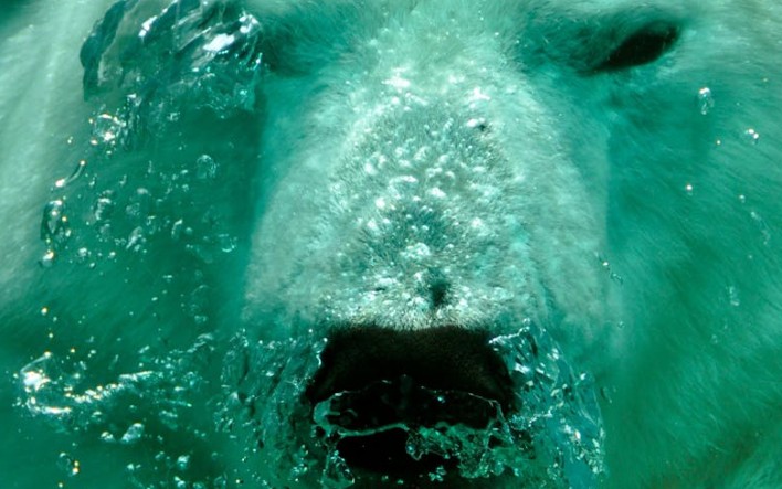 Soñar con oso polar : 45 escenarios y significados